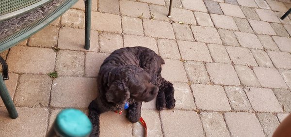 Mahoney's Bar & Grill by null