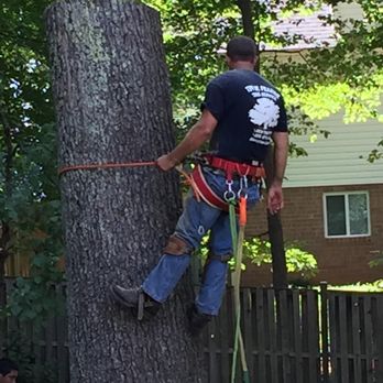 Tim W Frazier Tree Service - Tree Services Near Me - Culpeper, Virginia Tim W Frazier Tree Service - Tree Services Near Me - Culpeper, Virginia