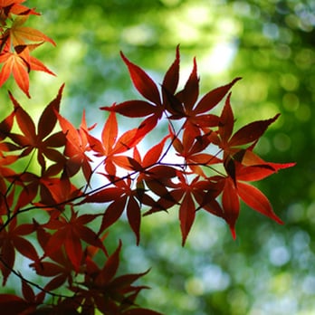 B&G Property Maintenance - red leaves on a tree - Gardeners Near Me - Miami, Florida B&G Property Maintenance - red leaves on a tree - Gardeners Near Me - Miami, Florida