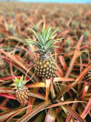 Maui Pineapple Tour by null