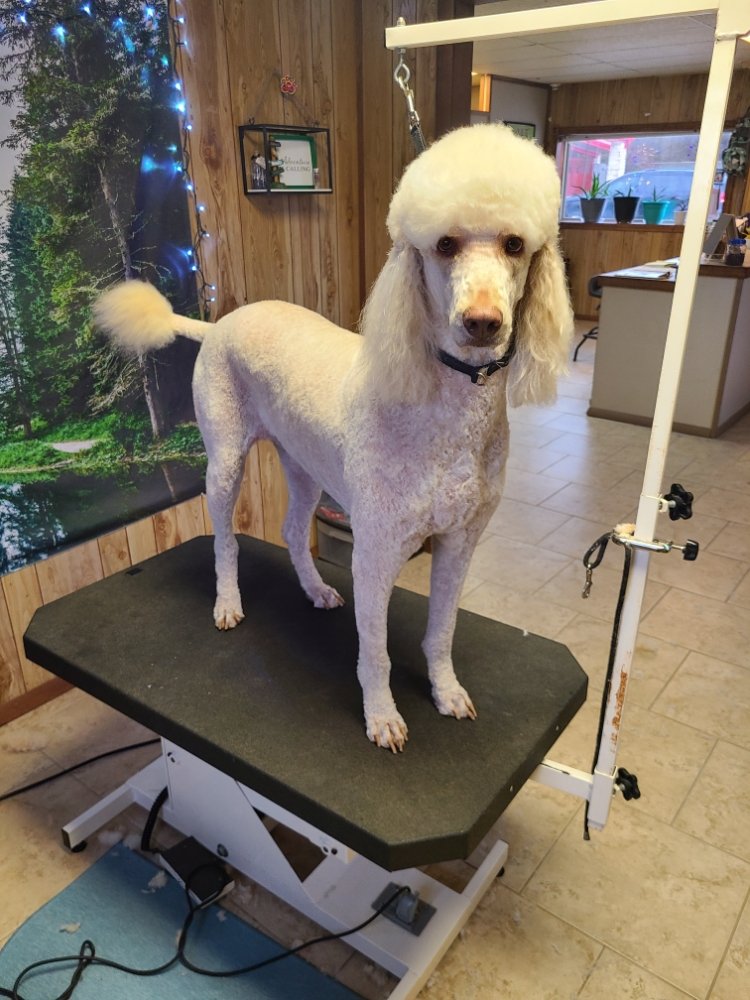 ASHLEY’S PACK PET GROOMING 12 N 14th St, McAlester, Oklahoma Pet