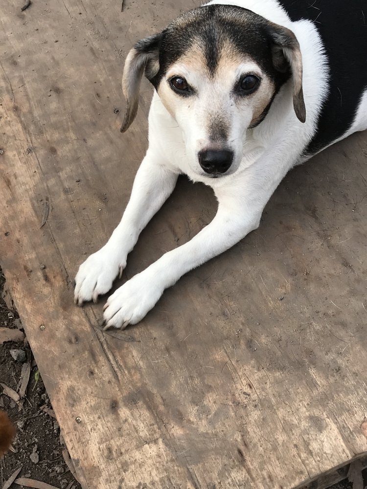 DOG BOARDING AT THE BEACH 10 Photos Pet Boarding 401 Tyner St