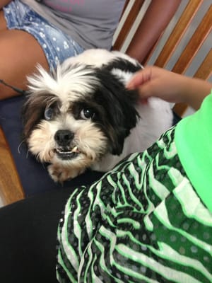 dave's doggy daycare