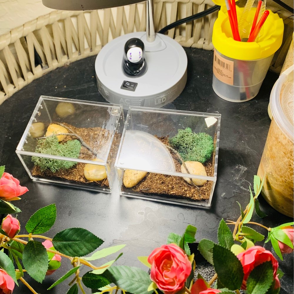 Spider habitat's and items.