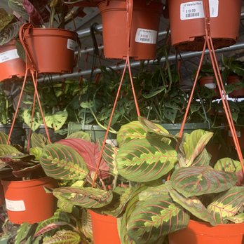 Buchanan's Native Plants - Nurseries & Gardening Near Me - Houston, Texas
