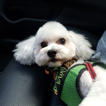 Star Dogs - Pet Groomers Near Me - La Mesa, California