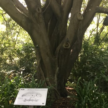 Brisbane Botanical Gardens - Parks Near Me - Toowong, QLD