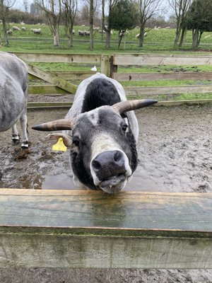 Willowbank Wildlife Reserve by null