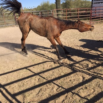 Acacia Riding Adventures - Echo is taking a dust bath after a long hot ride - Horseback Riding Near Me - San Acacia, New Mexico Acacia Riding Adventures - Echo is taking a dust bath after a long hot ride - Horseback Riding Near Me - San Acacia, New Mexico
