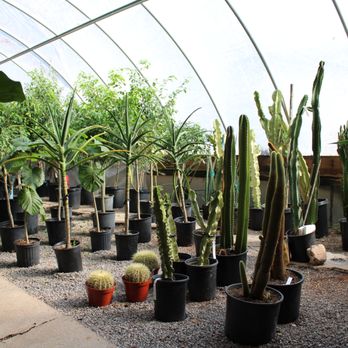 Calvert's Plant Interiors - Best large cactus selection in OKC! - Nurseries & Gardening Near Me - Oklahoma City, Oklahoma Calvert's Plant Interiors - Best large cactus selection in OKC! - Nurseries & Gardening Near Me - Oklahoma City, Oklahoma