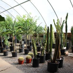 Calvert's Plant Interiors - Best large cactus selection in OKC!