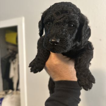 Cisco Standard Poodles - Pet Training Near Me - New Smyrna Beach , Florida Cisco Standard Poodles - Pet Training Near Me - New Smyrna Beach , Florida