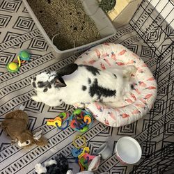 SaveABunny