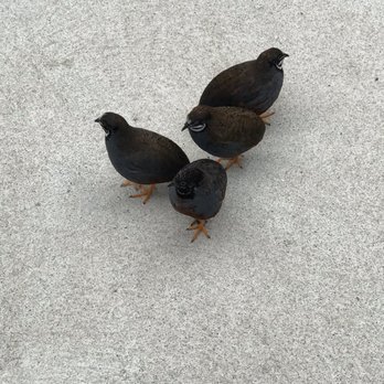 Gage Park - Birds that can't fly - Parks Near Me - Hamilton, Ontario Gage Park - Birds that can't fly - Parks Near Me - Hamilton, Ontario