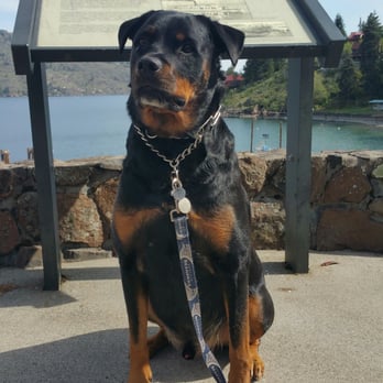 All Ways Dog Training - Pet Training Near Me - Olympia, Washington