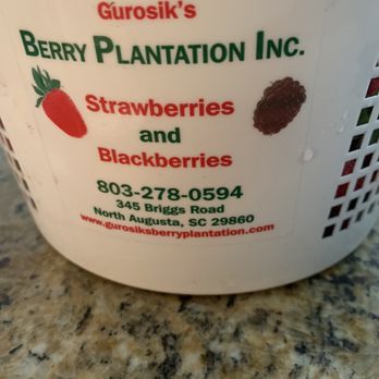 Gurosik's Berry Plantation - Strawberry bucket - Farmers Market Near Me - North Augusta, South Carolina Gurosik's Berry Plantation - Strawberry bucket - Farmers Market Near Me - North Augusta, South Carolina
