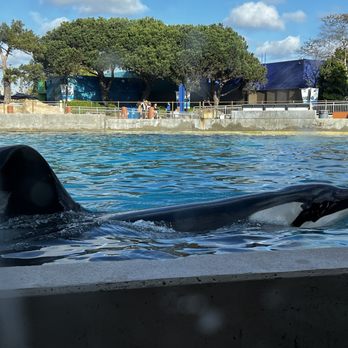 Dine With Orcas - Tank side view - Buffets Near Me - San Diego, California Dine With Orcas - Tank side view - Buffets Near Me - San Diego, California
