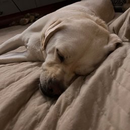 a dog sleeping on a bed