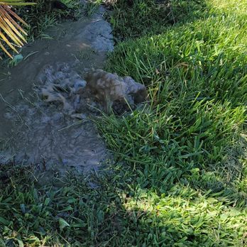 Roto Rooter - Ruptured main line - Plumbing Near Me - Hemet, California Roto Rooter - Ruptured main line - Plumbing Near Me - Hemet, California
