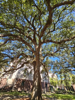 Washington Square by null