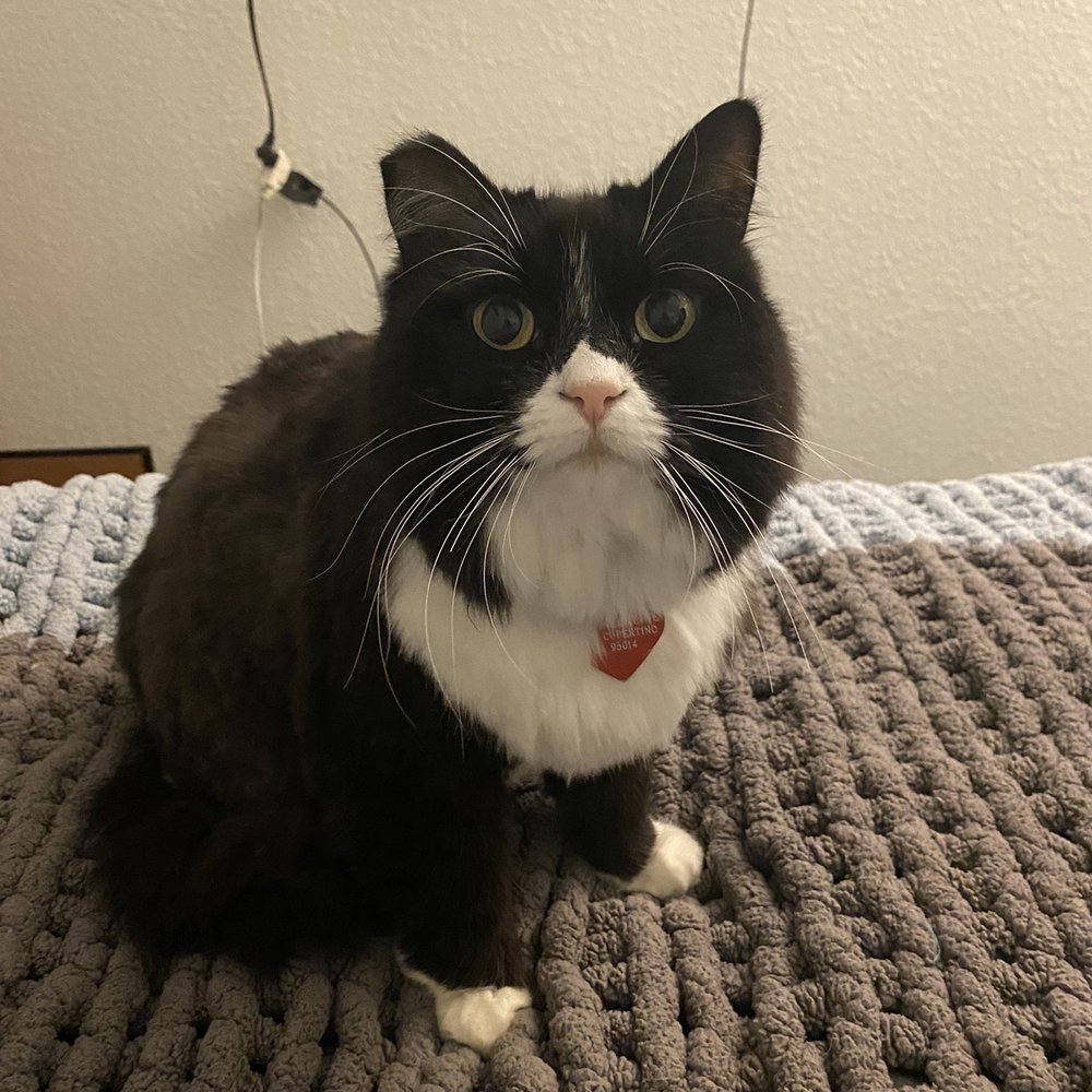 Amanda's Mobile Pet Grooming - Oreo sitting up after her groom - Pet Groomers Near Me Amanda's Mobile Pet Grooming - Oreo sitting up after her groom - Pet Groomers Near Me