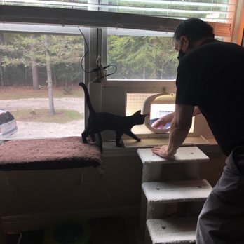 PAWZ WITH US - Window to cat veranda. - Pet Sitting Near Me - Conroe, Texas PAWZ WITH US - Window to cat veranda. - Pet Sitting Near Me - Conroe, Texas