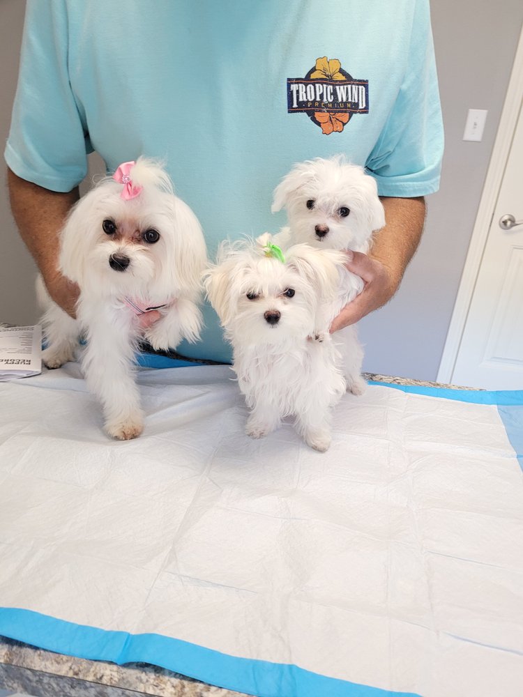MALTESE PUPPIES IN TEXAS Updated May 2024 18 Photos Fort Worth
