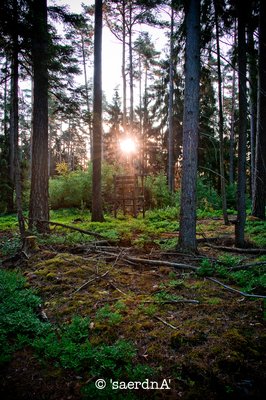 Grunewald by null