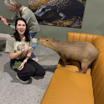 Capybara Cafe - Themed Cafes Near Me - St. Petersburg, Florida Capybara Cafe - Themed Cafes Near Me - St. Petersburg, Florida