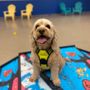 Stylin Paws Play Place