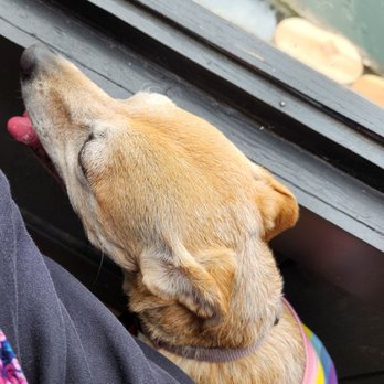 The Wharf - Dogs allowed in the outdoor seating area. - Seafood Near Me - Fort Bragg, California