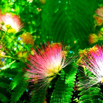 Lone Hill Park - Silk Tree - Parks Near Me - San Jose, California Lone Hill Park - Silk Tree - Parks Near Me - San Jose, California