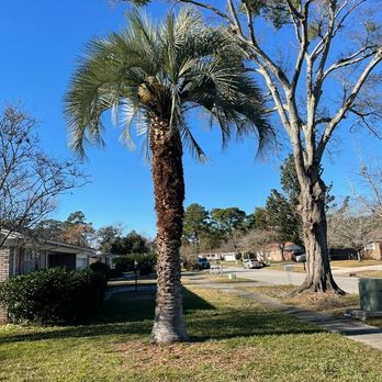 Top Tier Tree Trimming - After photo of trimming 1 palm tree. - Tree Services Near Me Top Tier Tree Trimming - After photo of trimming 1 palm tree. - Tree Services Near Me
