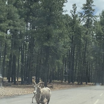 Bearizona - Zoos Near Me - Williams, Arizona