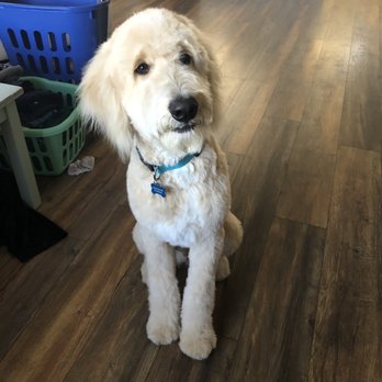 Aardbark Grooming - Pet Groomers Near Me - Gilbert, Arizona