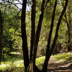 Los Trancos Open Space Preserve