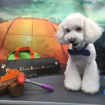 Furst Class Canine - We now have backdrops and take pictures of our Furst Class clients! - Pet Groomers Near Me