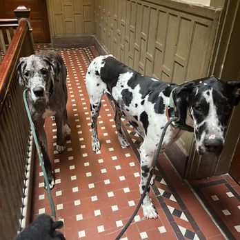 SnP Pet Services - Pet Sitting Near Me SnP Pet Services - Pet Sitting Near Me