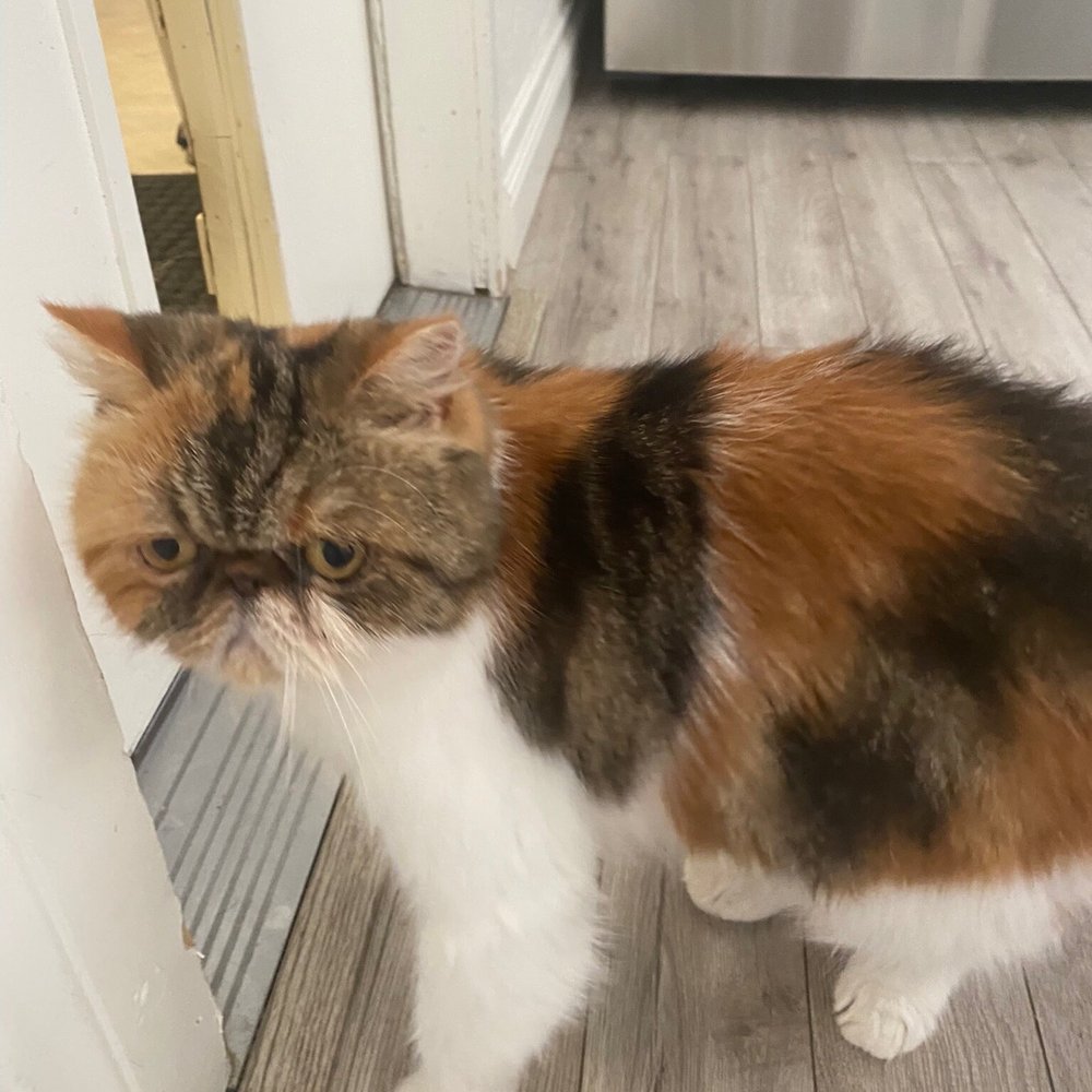 Vip Grooming Santee, CA - Last Updated January 2026 - Yelp, image size:1000x1000