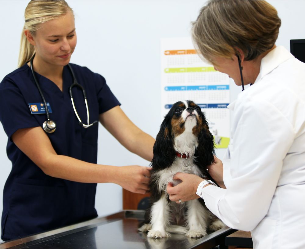 Banfield Pet Hospital Closed 30 Reviews Veterinarians 2685 W Hillcrest Dr Thousand Oaks Ca Phone Number