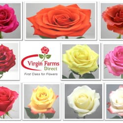 New rose varieties starting March 2012. For descriptions visit our facebook page: http://www.facebook.com/media/set/?set=a.36976