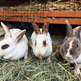Bunny Bunch - Orange County - Animal Shelters Near Me - Fountain Valley, California Bunny Bunch - Orange County - Animal Shelters Near Me - Fountain Valley, California