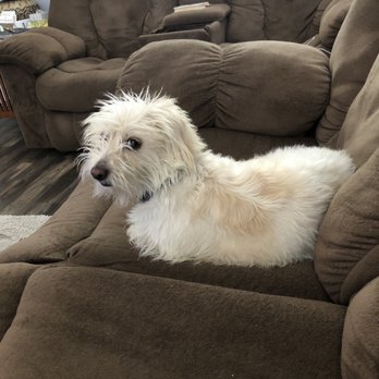 Paws 'n Claws - Drita got her Nails cut - Pet Boarding Near Me - Henderson, Nevada