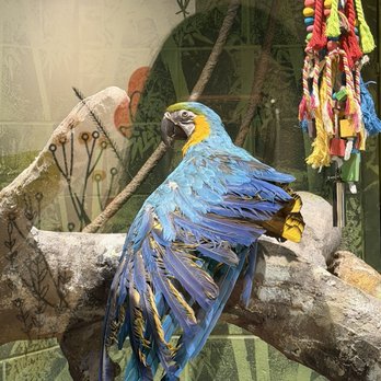 Kaleideum - The Macaw was super cool! - Children's Museums Near Me - Winston-Salem, North Carolina Kaleideum - The Macaw was super cool! - Children's Museums Near Me - Winston-Salem, North Carolina