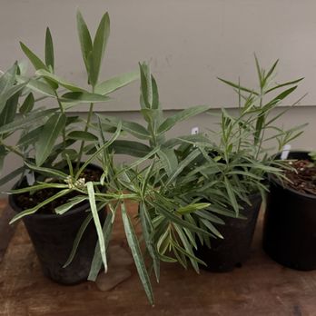 Doak Creek Native Plant Nursery - The 2 kinds of milkweed that I bought and also a rue plant to encourage monarchs. - Nurseries & Gardening Near Me - Eugene, Oregon Doak Creek Native Plant Nursery - The 2 kinds of milkweed that I bought and also a rue plant to encourage monarchs. - Nurseries & Gardening Near Me - Eugene, Oregon