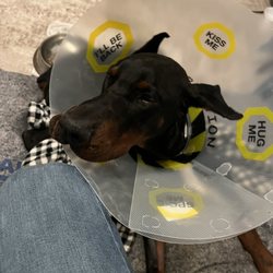 Bayview Dog Beach - Two weeks of a cone and a hefty vet bill due to an irresponsible owner