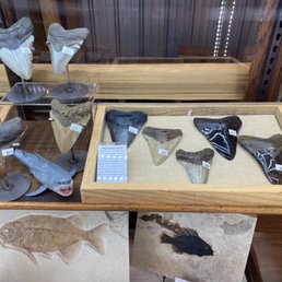 Megaladon teeth and fossil fish