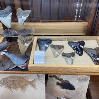 Treasure Quest Mining - Megaladon teeth and fossil fish - Kids Activities Near Me - Apex, North Carolina