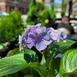 Urban Gardens By Paul