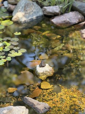 Chatfield State Park Campground by null